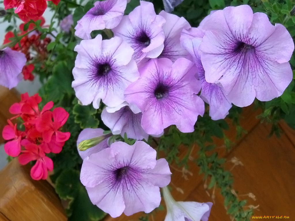 , , 